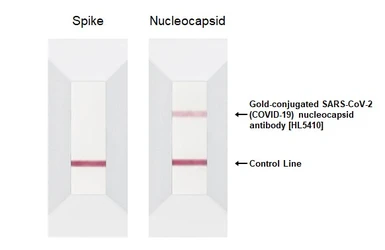 Anti-SARS-CoV-2 (COVID-19) Nucleocapsid antibody [HL5410] (Gold) used in Immunoassay (Immunoassay). GTX635685-17